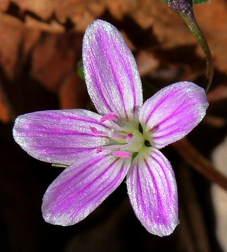{Claytonia caroliniana}